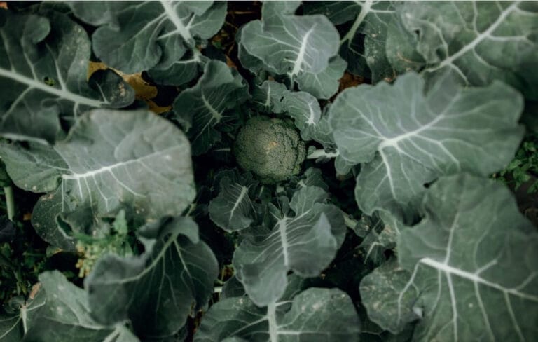 brocolli leaves