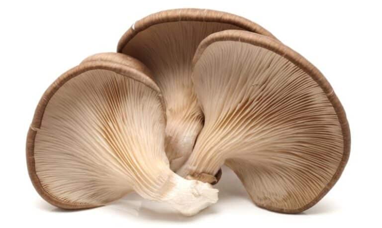 Oyster mushrooms on a white background