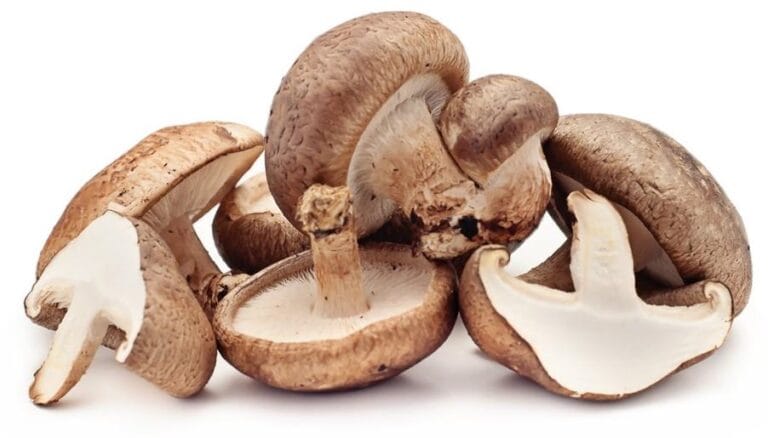 Shiitake mushrooms on a white background